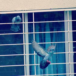 Bird flying against blue sky seen through window