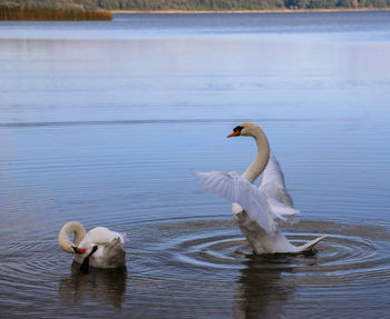 Swans swimming in lake