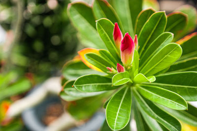 Close-up of red flowering plant