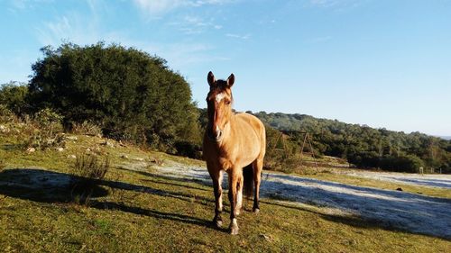 Horse standing in a field