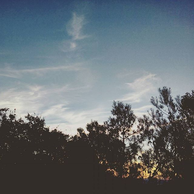 tree, silhouette, sky, low angle view, tranquility, beauty in nature, cloud - sky, tranquil scene, nature, growth, scenics, cloud, branch, blue, sunset, outdoors, no people, dusk, idyllic, sunlight