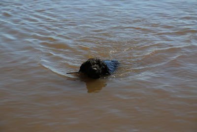 High angle view of dog swimming in sea