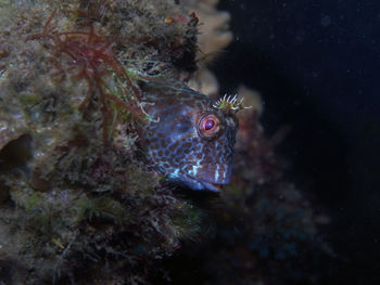 Close-up of fish swimming in sea