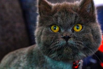 Close-up portrait of black cat
