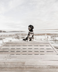 Dog in sweater sitting on the pier