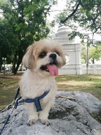 Dog looking away while sitting on tree