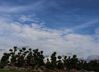 Low angle view of trees against sky