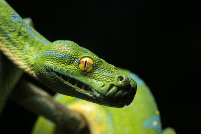 Close-up of green snake on branch against black background