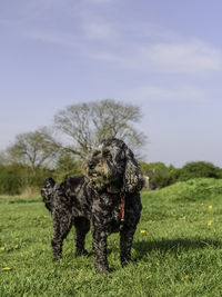 Dog in a field