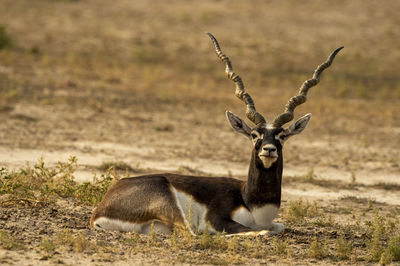 Portrait of deer on land