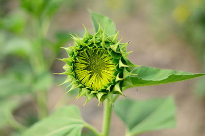 Close-up of sunflower bud