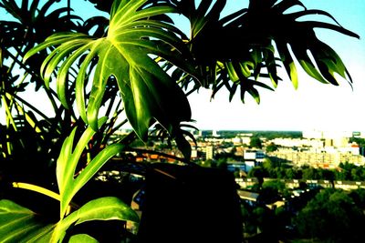 Palm trees against sky