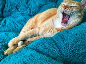 Close-up of cat yawning