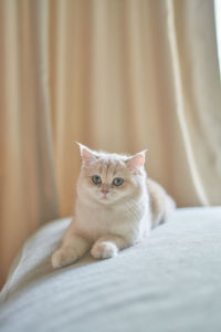 White cat sit on the white bed