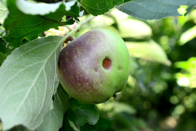 Close-up of apple on tree