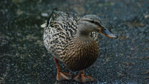 Close-up of a duck