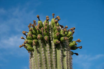 Low angle view of succulent plant against blue sky