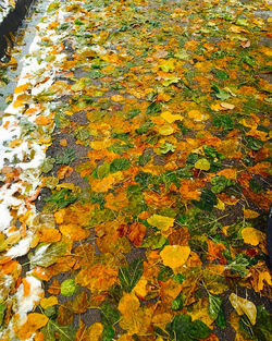 Full frame shot of yellow maple leaves