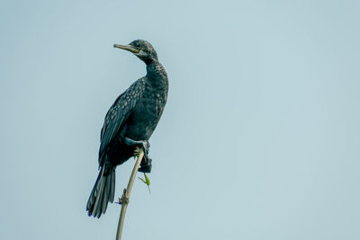 Low angle view of double-crested cormorant, a matte black fishing bird perching against clear sky