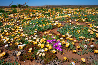 Scenic view of flowering plants on field against sky