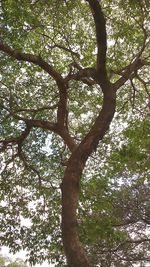 Low angle view of tree in forest