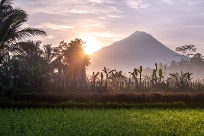 View of palm trees on field against sunset sky