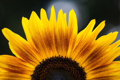 Close-up of yellow flower blooming outdoors