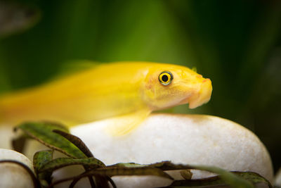 Close-up of fish swimming