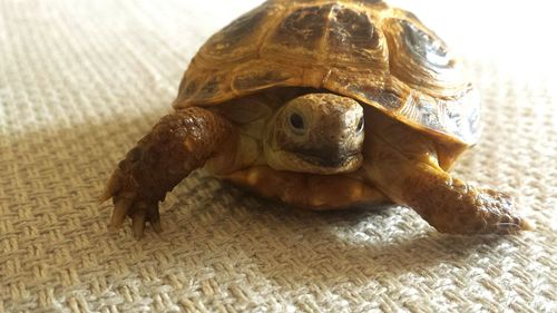 Close-up of tortoise