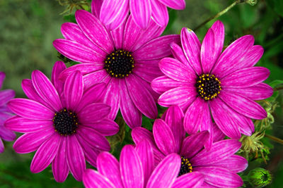 Close-up of pink flowers