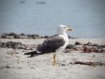 Seagull perching on a beach