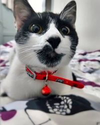 Close-up portrait of cat