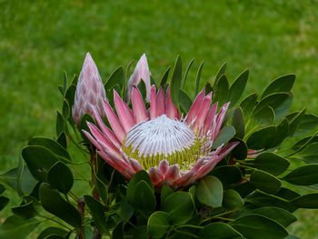 Close-up of lotus water lily