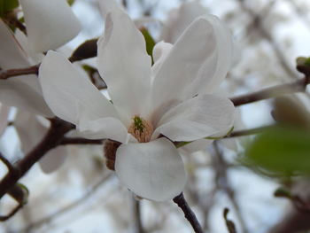 Close-up of white flower blooming on tree