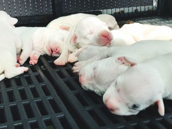 Close-up of puppy sleeping