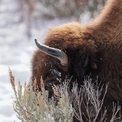 A buffalo in yellowstone national park grazing in the snow