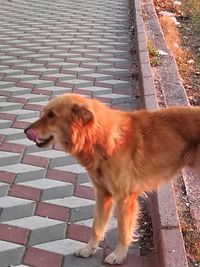 High angle view of dog standing on footpath