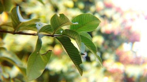 Close-up of fresh green leaves on branch