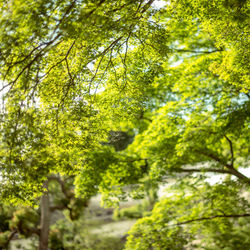 Trees growing in forest