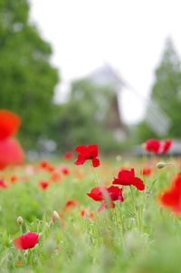 Close-up of red poppy flowers on field