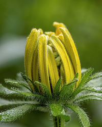 Close-up of yellow flowering plant