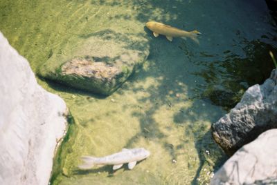 High angle view of fish swimming in sea