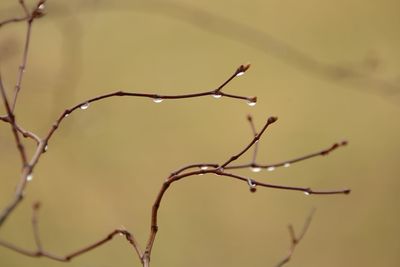 Close-up of wet plant during winter