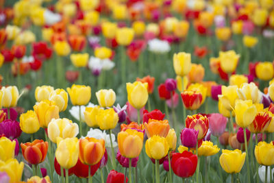 Close-up of yellow tulips