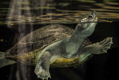 Turtle in glass tank