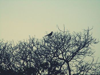 Low angle view of birds perching on tree