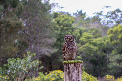 Spotted eagle owl in south africa