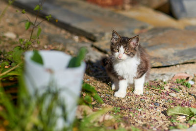 Portrait of cat looking at camera