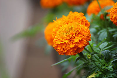 Close-up of orange marigold flower