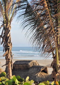 Palm tree on beach against sky